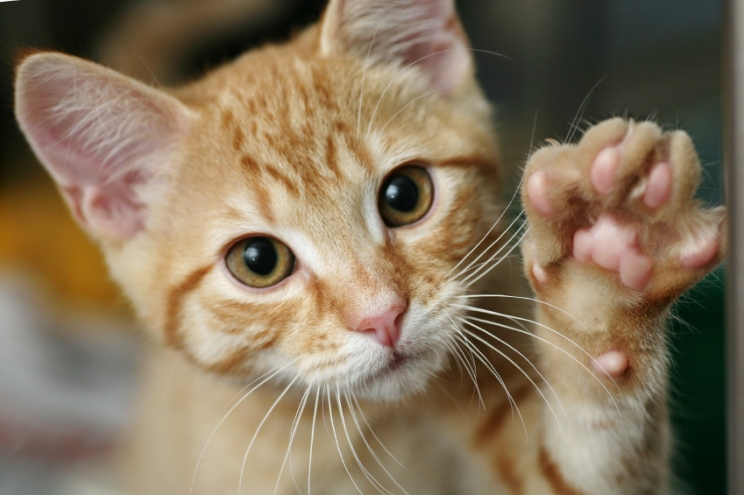 immagine La FIV, o Immunodeficenza Felina: che cos'è e come prevenirla