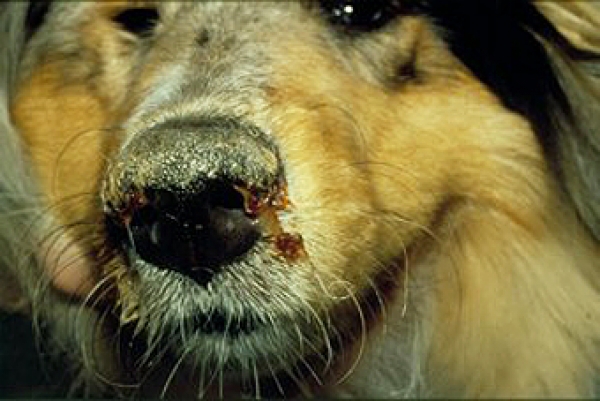 immagine Il Cimurro del cane