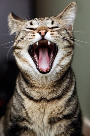 gatto alitosi cane